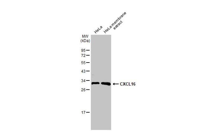 CXCL16 Antibody in Western Blot (WB)