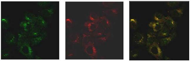 SNX27 Antibody in Immunocytochemistry (ICC/IF)