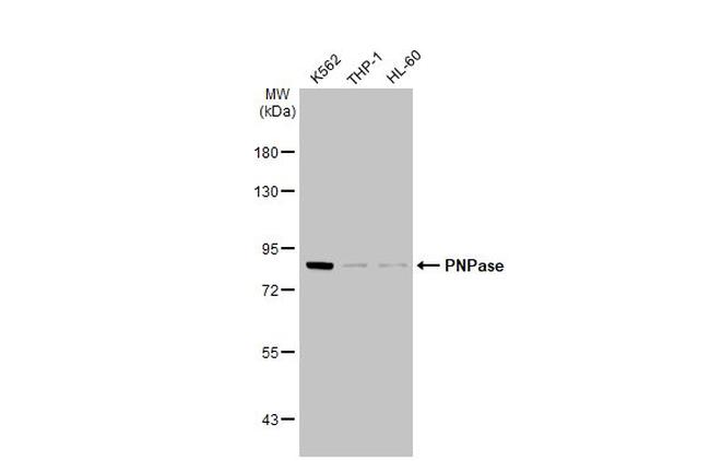 PNPase Antibody in Western Blot (WB)