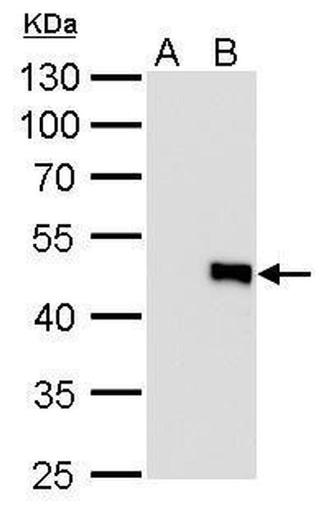 IL-28B Antibody in Western Blot (WB)