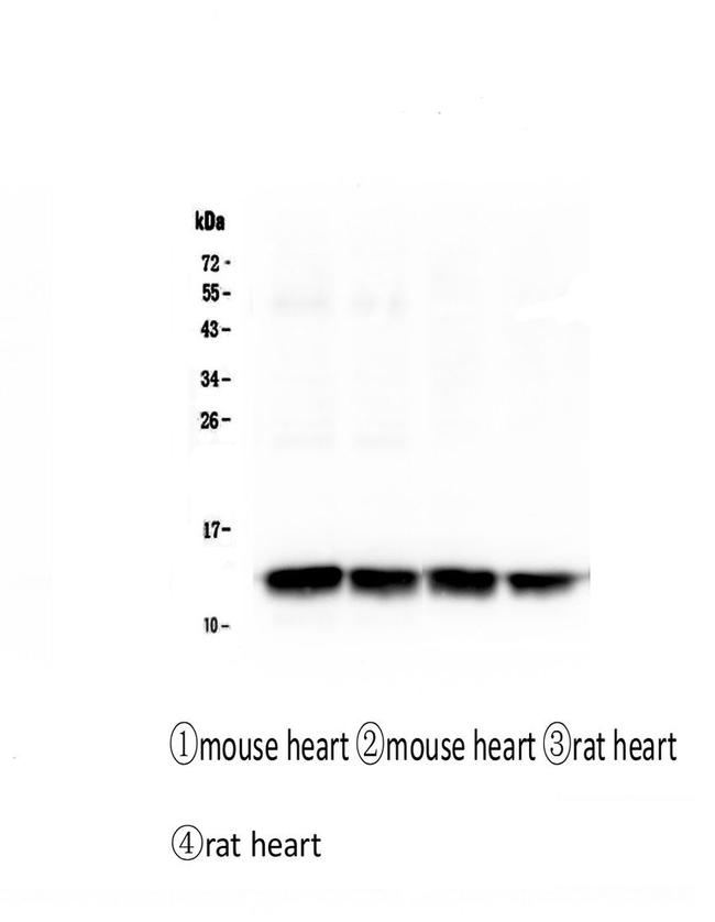 FABP3 Antibody in Western Blot (WB)