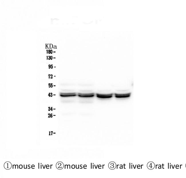 PON1 Antibody in Western Blot (WB)