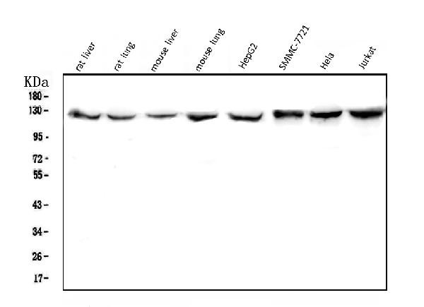 CRM1 Antibody in Western Blot (WB)