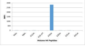 H4K16ac Antibody in Luminex (LUM)