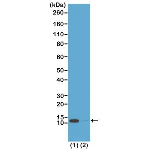 H4K16ac Antibody in Western Blot (WB)