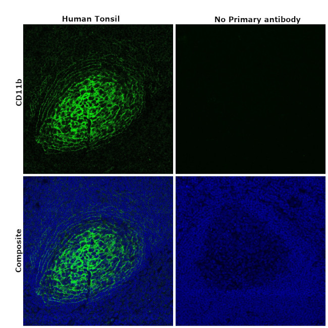 CD11b Antibody in Immunohistochemistry (Paraffin) (IHC (P))