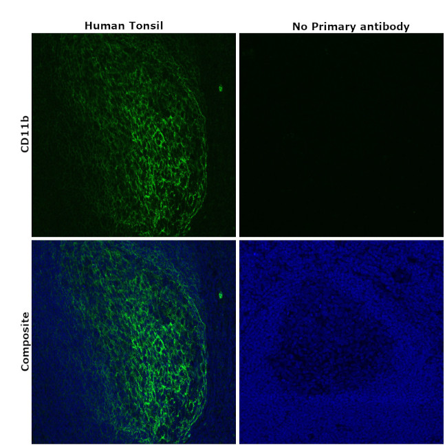 CD11b Antibody in Immunohistochemistry (Paraffin) (IHC (P))