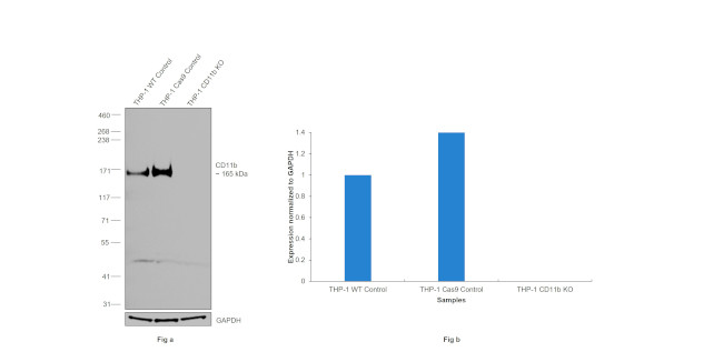 CD11b Antibody in Western Blot (WB)