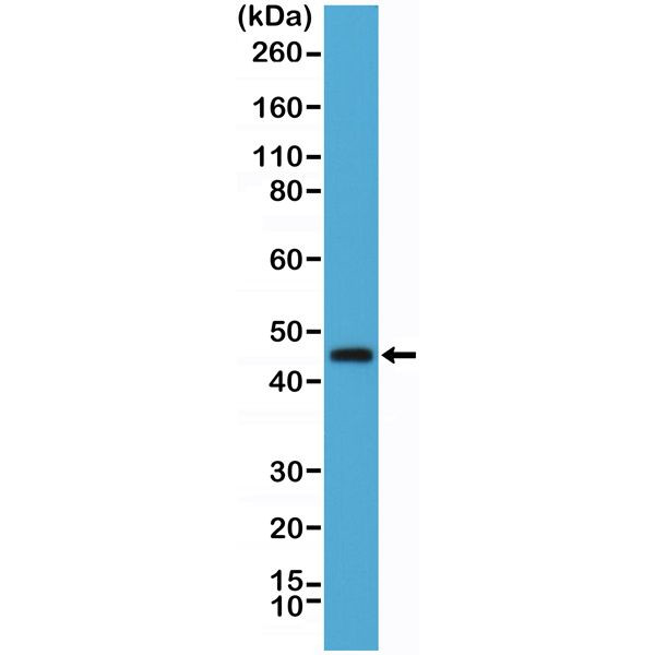 OX40 (CD134) Antibody in Western Blot (WB)