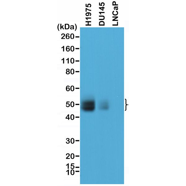 PD-L1 (CD274) Antibody in Western Blot (WB)