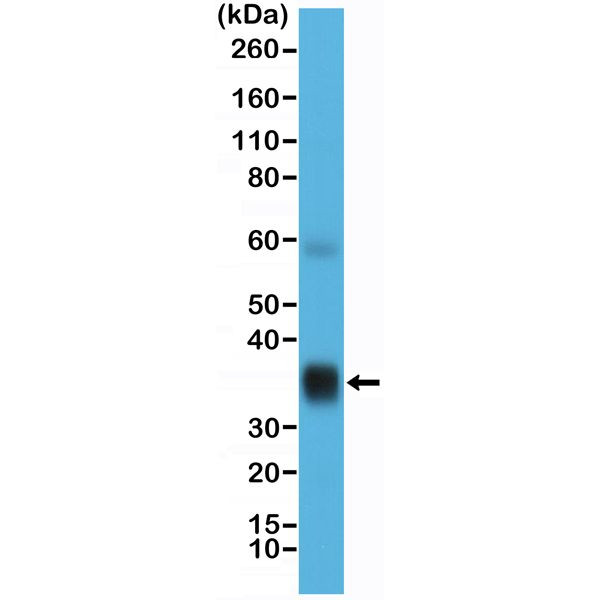 SFTPA1 Antibody in Western Blot (WB)