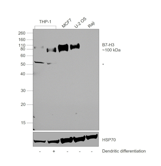 B7-H3 (CD276) Antibody