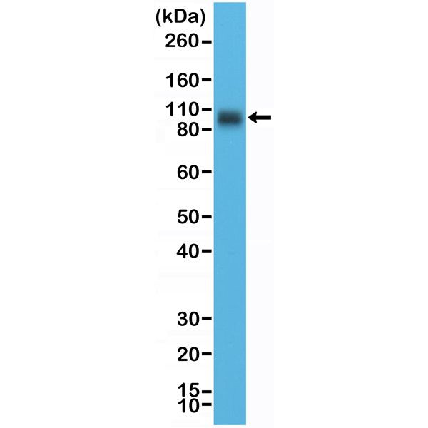 B7-H3 (CD276) Antibody in Western Blot (WB)