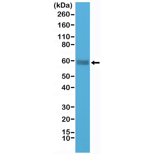 CD5 Antibody in Western Blot (WB)