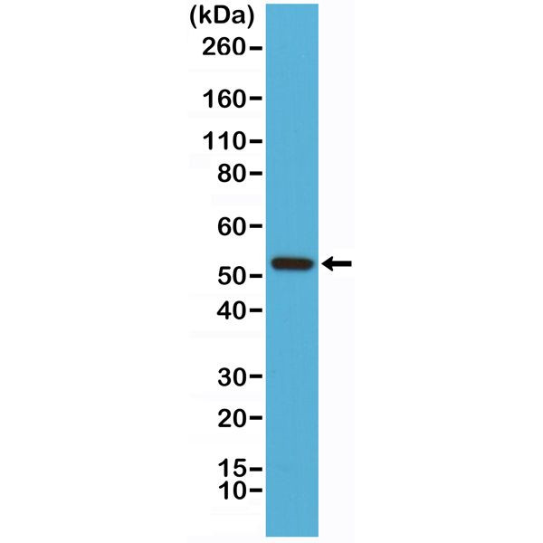 Cyclin B1 Antibody in Western Blot (WB)