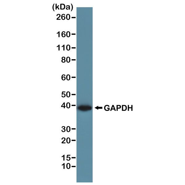 GAPDH Antibody in Western Blot (WB)