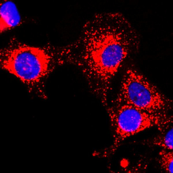 GAPDH Antibody in Immunocytochemistry (ICC/IF)