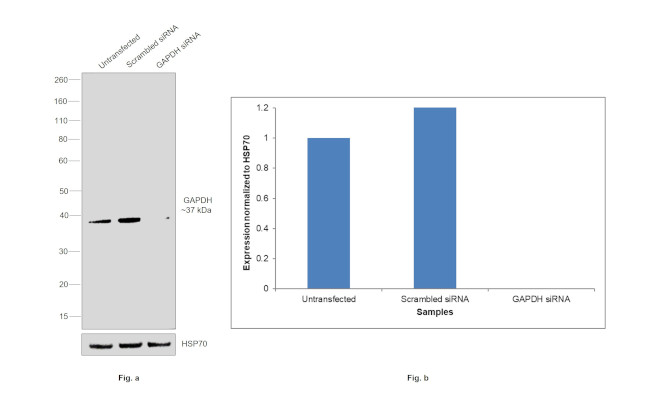 GAPDH Antibody in Western Blot (WB)