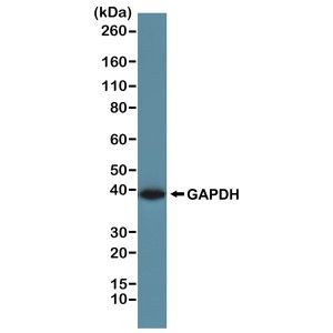 GAPDH Antibody in Western Blot (WB)