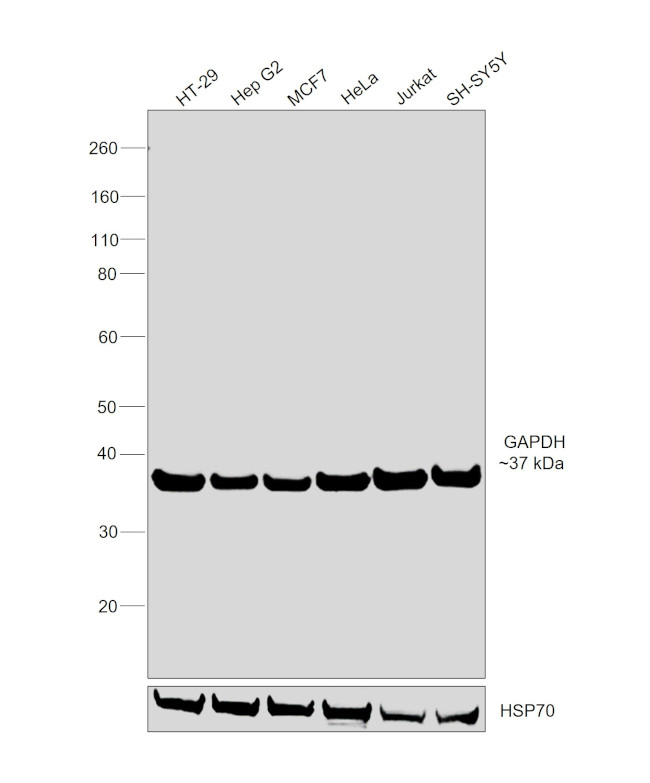 GAPDH Antibody in Western Blot (WB)