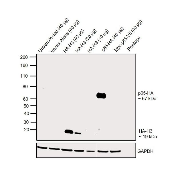 HA Tag Antibody in Western Blot (WB)