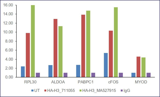 HA Tag Antibody in ChIP Assay (ChIP)