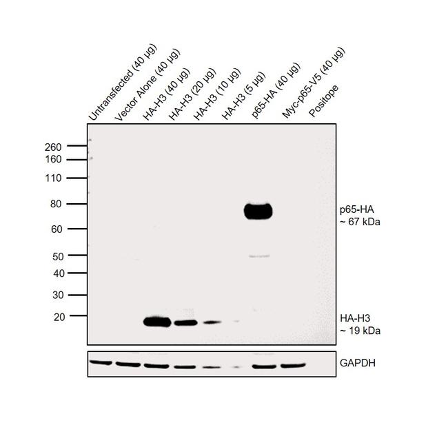 HA Tag Antibody in Western Blot (WB)