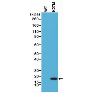 H3.3 K27M oncohistone mutant Antibody in Western Blot (WB)