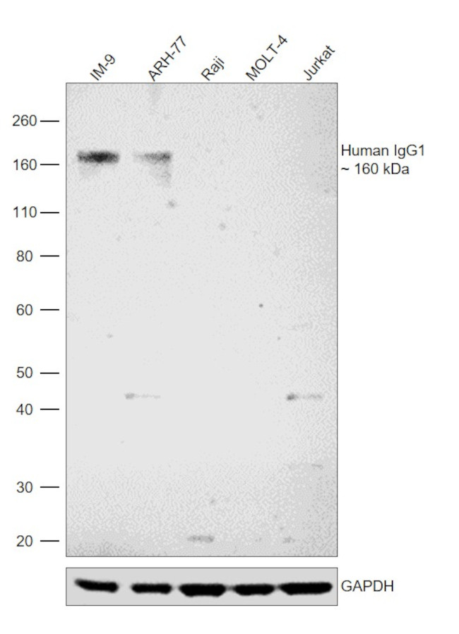 Human IgG1 Secondary Antibody