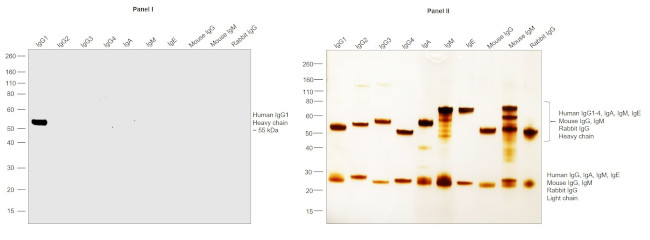 Human IgG1 Secondary Antibody in Western Blot (WB)