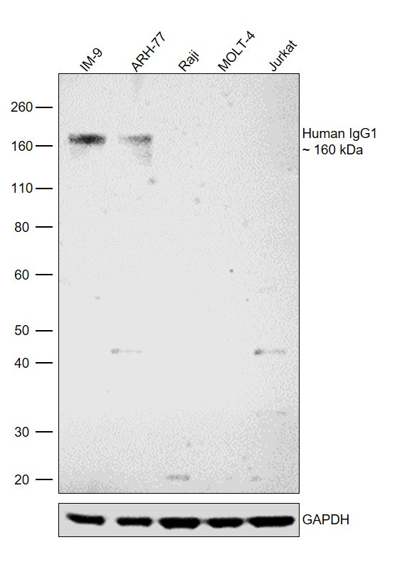 Human IgG1 Secondary Antibody in Western Blot (WB)