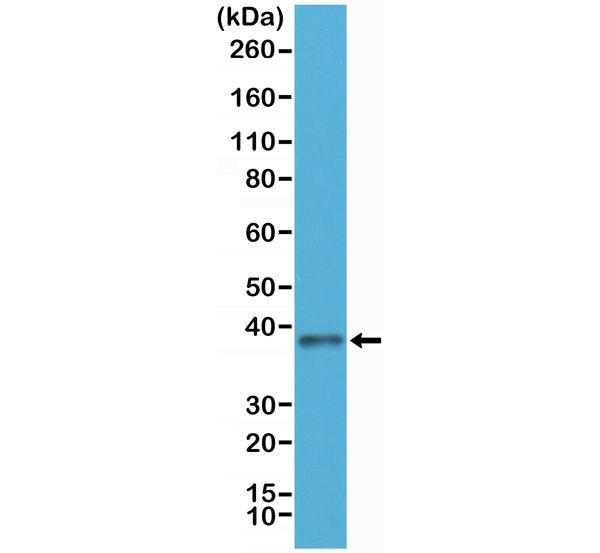 JAM-A (CD321) Antibody in Western Blot (WB)