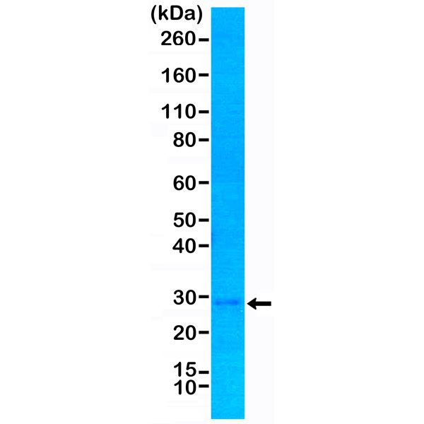 p27Kip1 Antibody in Western Blot (WB)