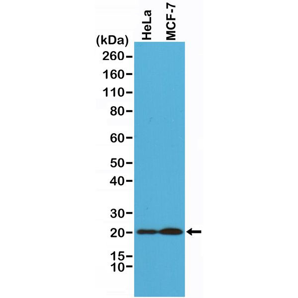 DIABLO Antibody in Western Blot (WB)