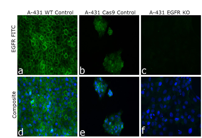 EGFR Antibody in Immunocytochemistry (ICC/IF)