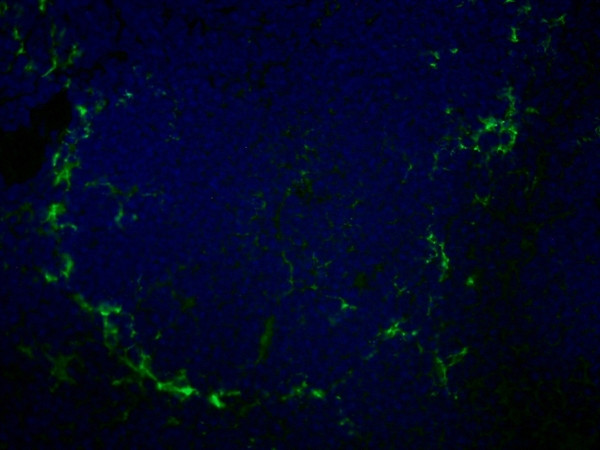 CD169 (Siglec-1) Antibody in Immunocytochemistry (ICC/IF)