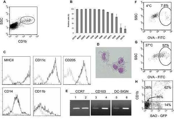 CD205 Antibody in Flow Cytometry (Flow)