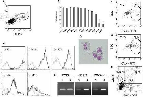 CD205 Antibody in Flow Cytometry (Flow)