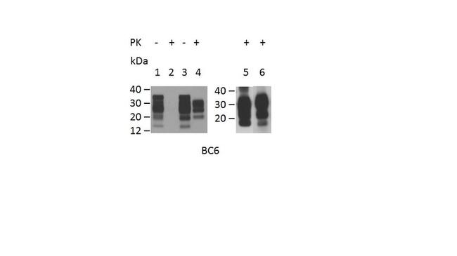 CD230 (PrP) Antibody in Western Blot (WB)