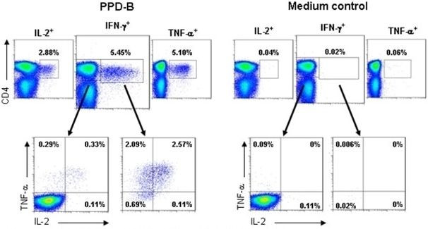 TNF alpha Antibody in Flow Cytometry (Flow)