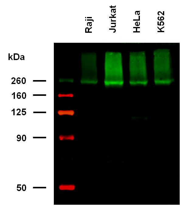 IGF2R Antibody in Western Blot (WB)