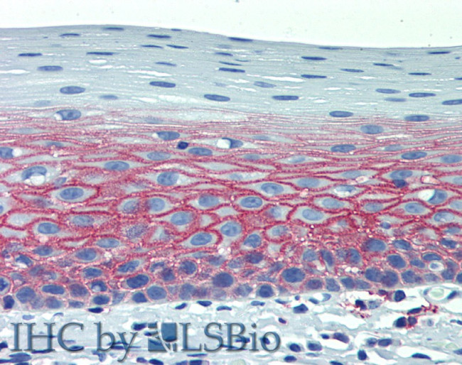 CD82 Antibody in Immunohistochemistry (Paraffin) (IHC (P))