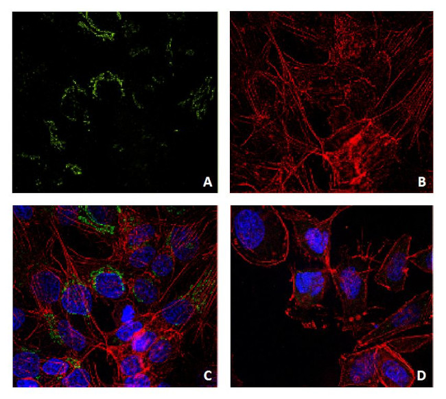 Lysozyme Antibody in Immunocytochemistry (ICC/IF)