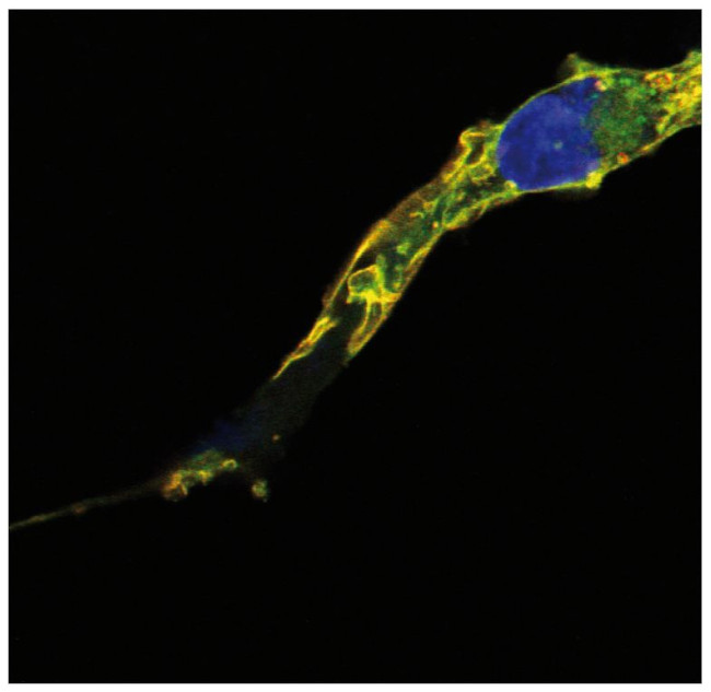 RRAS2 Antibody in Immunocytochemistry (ICC/IF)