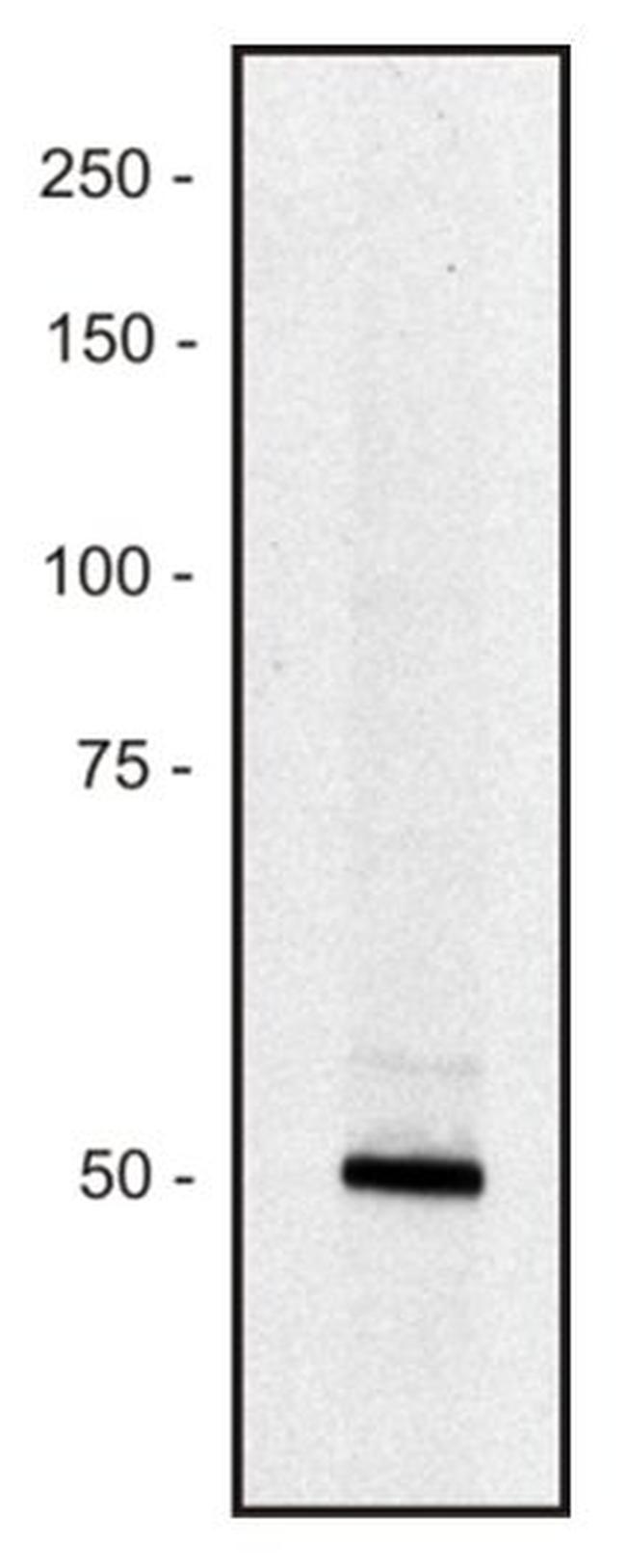 PCLO Antibody in Western Blot (WB)