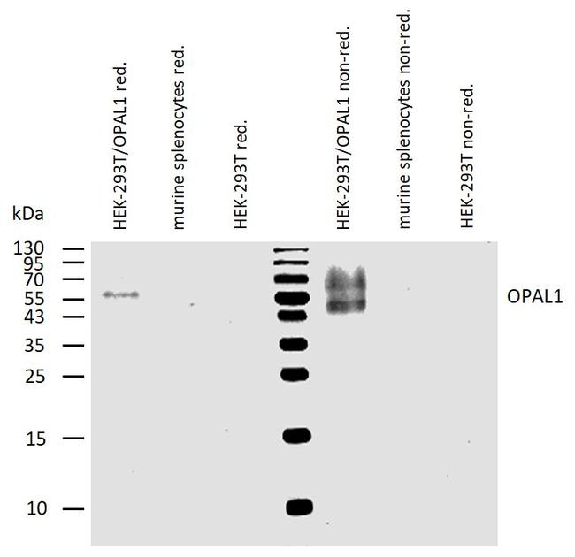 WBP1L Antibody in Western Blot (WB)