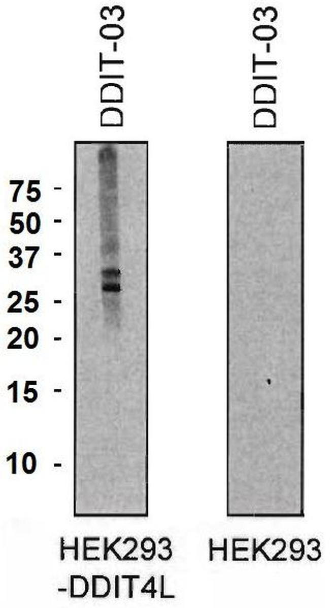 DDIT4L Antibody in Western Blot (WB)