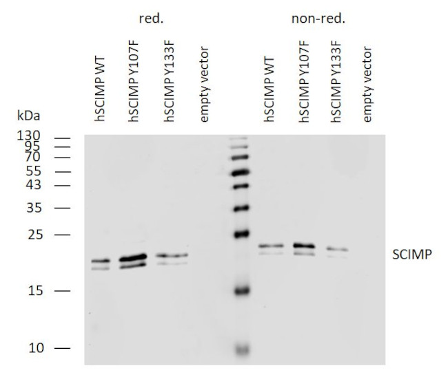 SCIMP Antibody in Western Blot (WB)