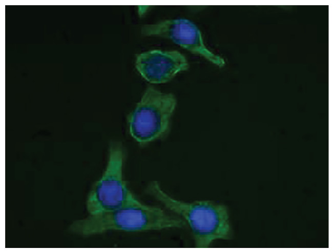 Cytokeratin 19 Antibody in Immunocytochemistry (ICC/IF)