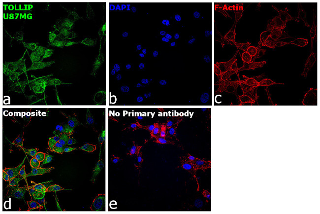 TOLLIP Antibody in Immunocytochemistry (ICC/IF)